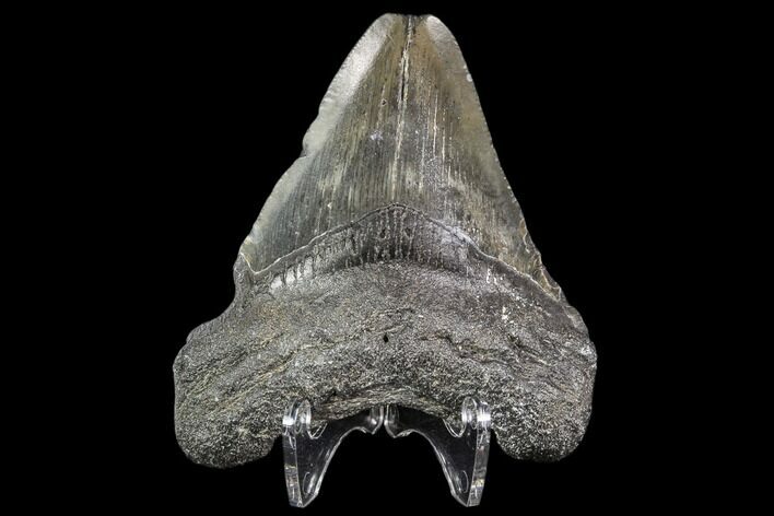 Juvenile Megalodon Tooth - Georgia #111607